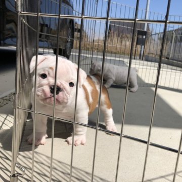 ブルドッグ【岡山県・女の子・2024年1月25日・レッド&ホワイト】の写真「22日までお求めやすくします。募集期日ありです。」