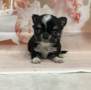 チワワ(ロング)【岡山県・男の子・2023年12月4日・ブラックタンアンドホワイト】の写真「極小です」