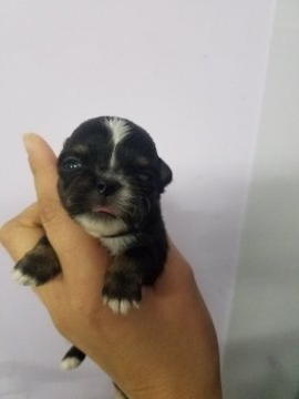 チワワ(ロング)【岡山県・女の子・2020年12月20日・ブラックタンホワイト】の写真「可愛いブラックタンの女の子です」