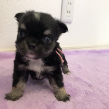 チワワ(ロング)【岡山県・男の子・2024年5月23日・ブラックタン】の写真「かわいいブラックタンの男の子です」