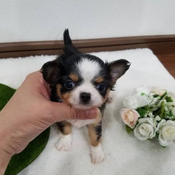 チワワ(ロング)【岡山県・女の子・2019年7月23日・ブラックタン&ホワイト】の写真「甘えん坊な一人っ子」