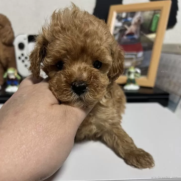 ID:2502-00923の子犬
