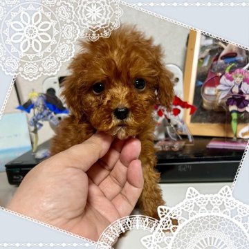 タイニープードル【茨城県・女の子・2025年10月3日・レッド】の写真「小柄で利発。」