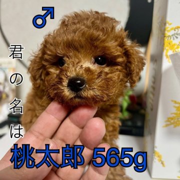 トイプードル(トイ)【茨城県・男の子・2025年8月21日・レッド】の写真「君の瞳に乾杯」