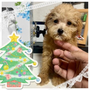 ティーカッププードル【茨城県・男の子・2025年9月12日・アプリコット】の写真「小柄で利発」