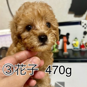 トイプードル(トイ)【茨城県・女の子・2025年7月20日・アプリコット】の写真「甘えん坊フェイスに癒されます♡」