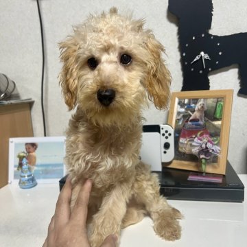 トイプードル(トイ)【茨城県・男の子・2025年9月18日・アプリコット】の写真「元気!!」