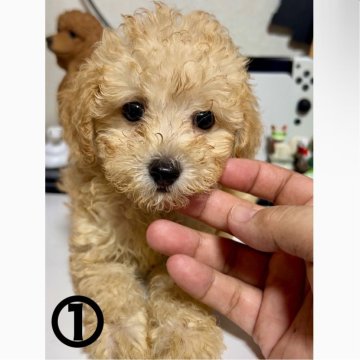 トイプードル(トイ)【茨城県・男の子・2025年4月25日・クリーム】の写真「可愛い」