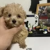 ティーカッププードル