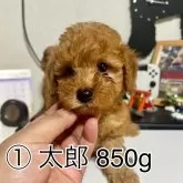 トイプードル(トイ)