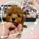 タイニープードル