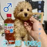 トイプードル(トイ)