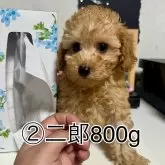 トイプードル(トイ)