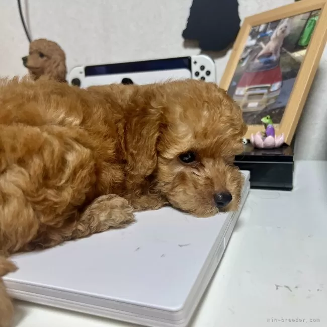 送料込み♡トイプードルアプリコットちゃん。 送料込みトイプードルアプリコットちゃん。