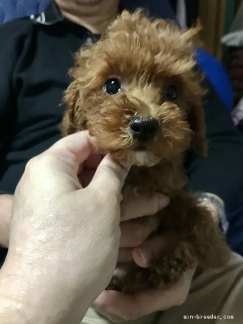 ID：2011-01230の子犬