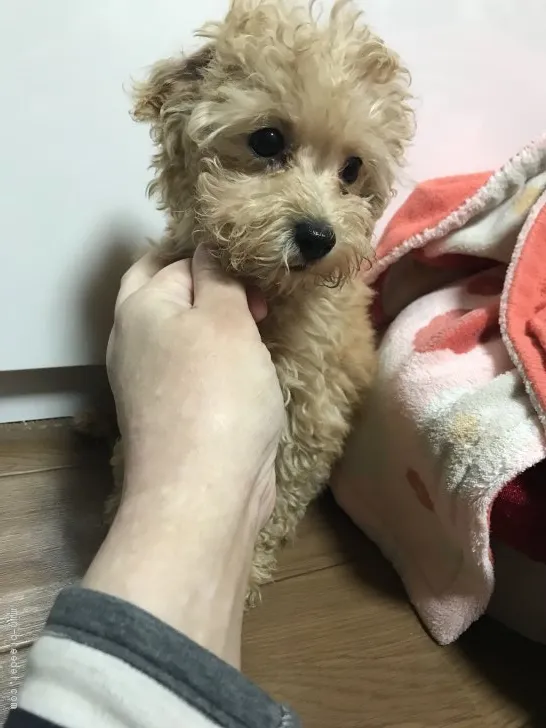 ID：2011-01519の子犬