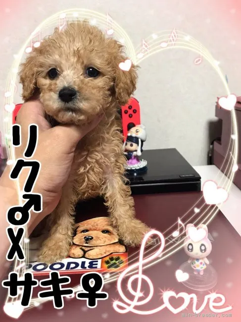 ID:2111-02241の子犬