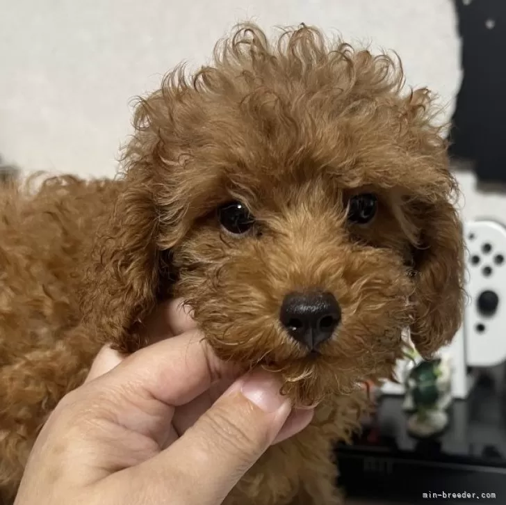ID:2409-03827の子犬