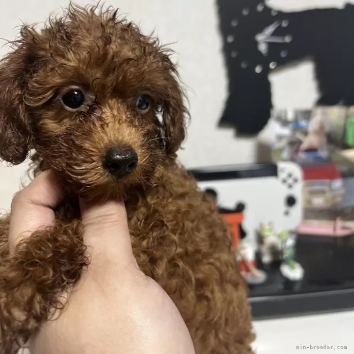 ID:2408-04488の子犬