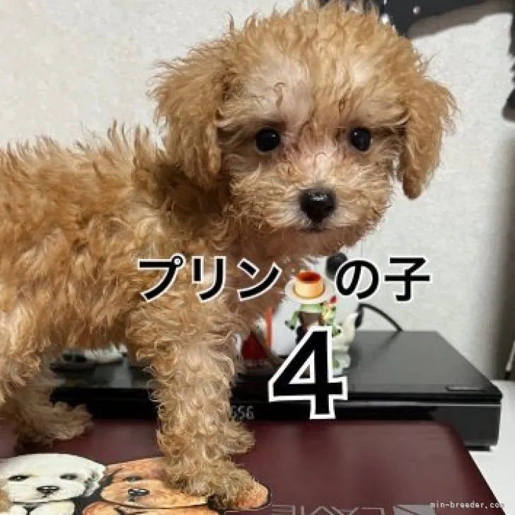 Haco 様のお迎えした子犬