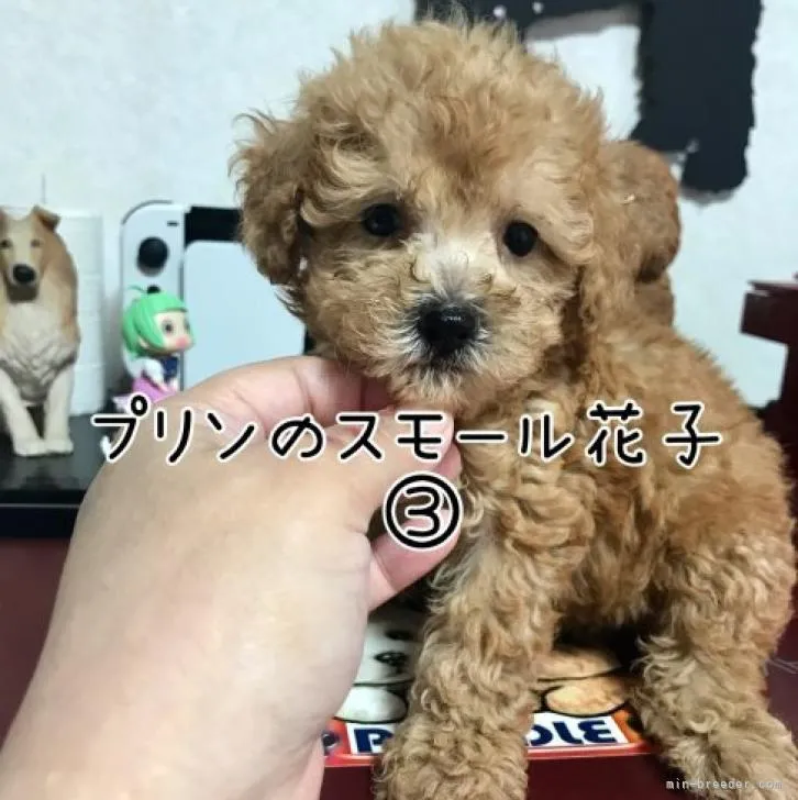 ID:2207-01281の子犬