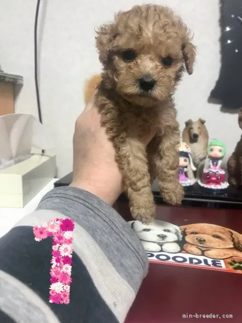 ID：2205-01156の子犬