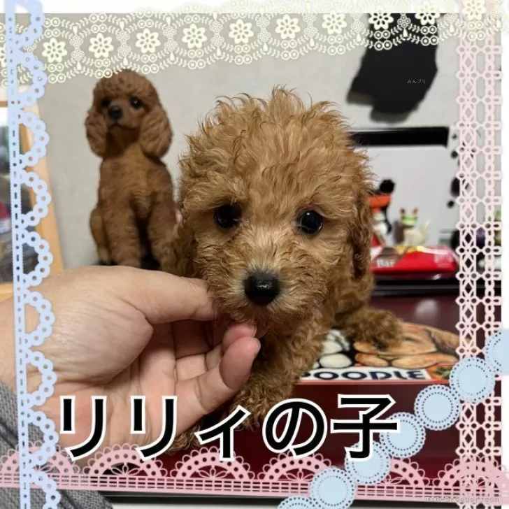 kou 様のお迎えした子犬