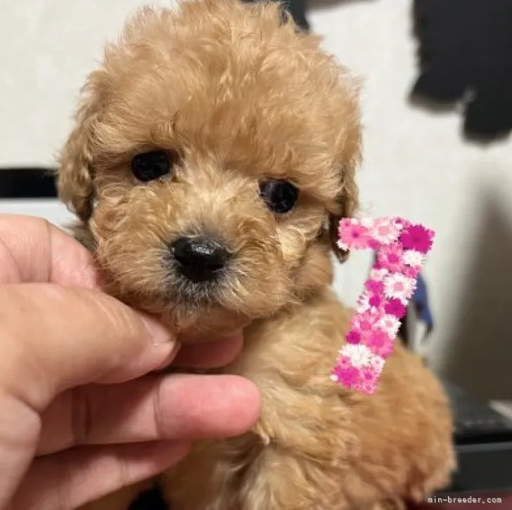 ID:2302-02827の子犬