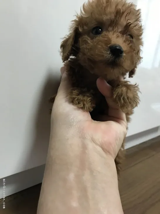 ID:2010-03403の子犬