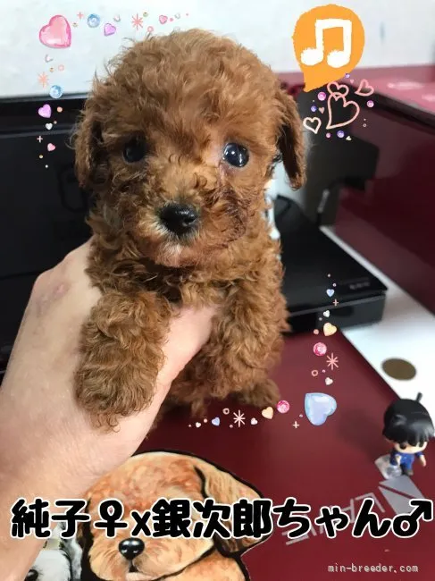 ID：2111-01007の子犬