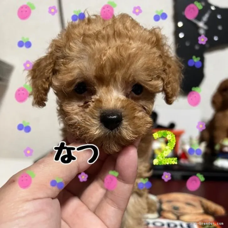 ID:2212-04964の子犬