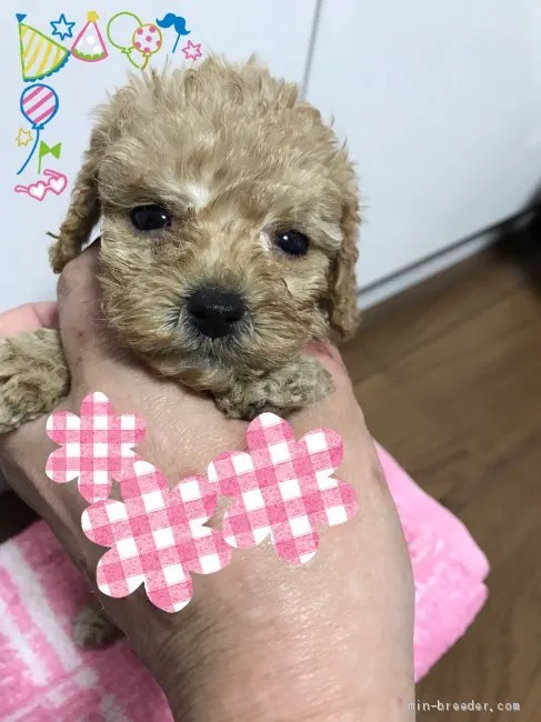 ID：2104-01289の子犬