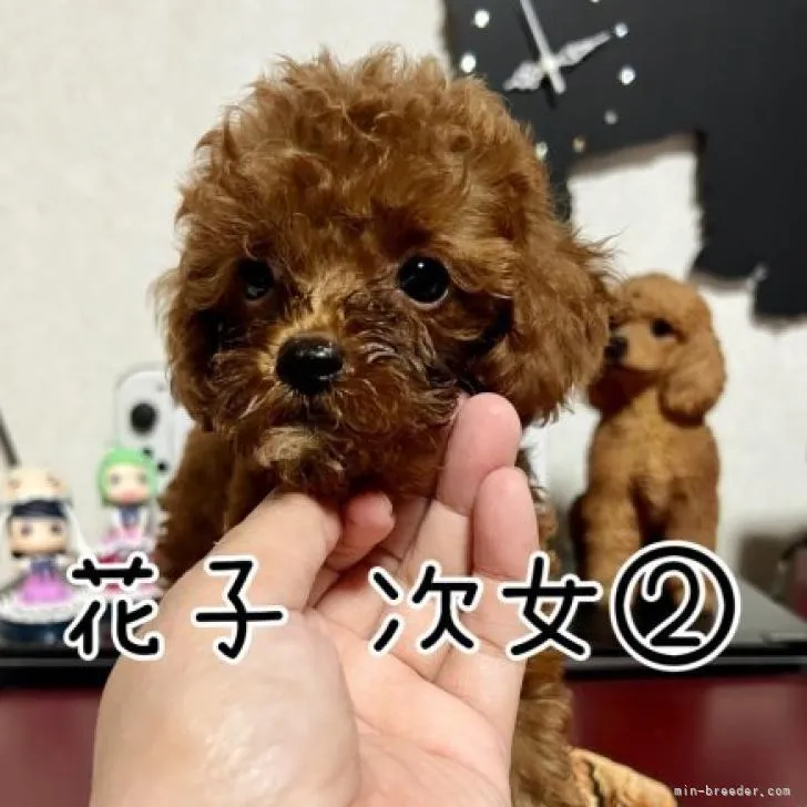 ID:2207-04250の子犬