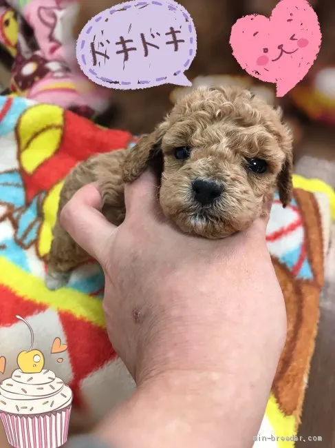 ID：2102-01348の子犬
