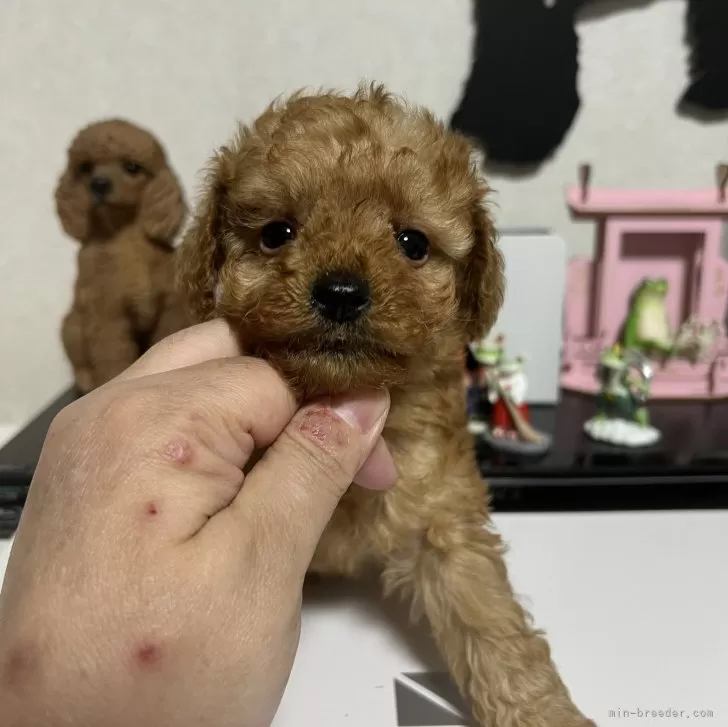 ID：2404-01828の子犬