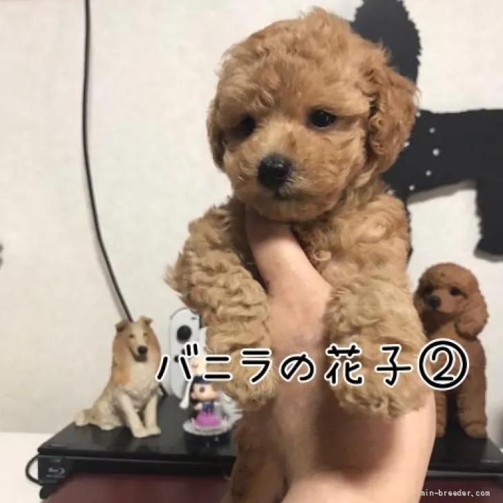 ID:2206-02506の子犬