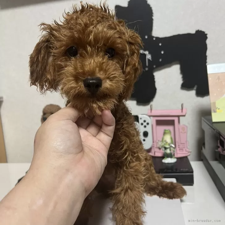 ID:2405-01989の子犬