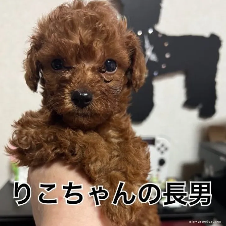 スワン 様のお迎えした子犬