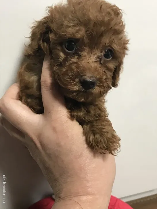 ID：2010-02348の子犬