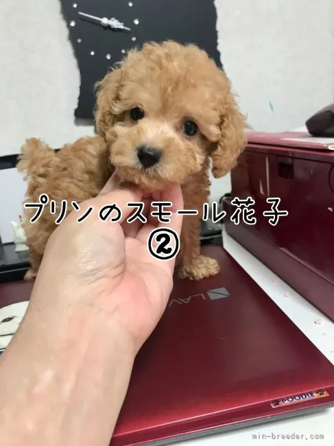 ID:2207-01279の子犬