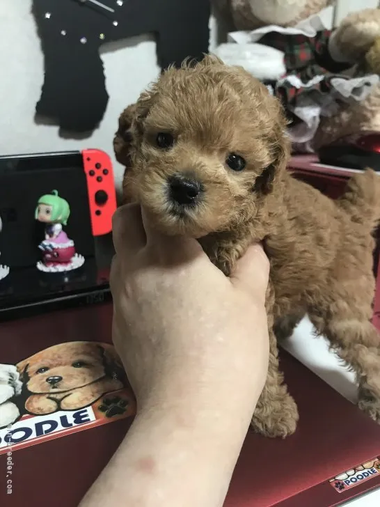 ID:2204-01665の子犬