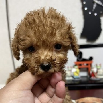トイプードル(タイニー)【茨城県・男の子・2023年4月8日・アプリコット】の写真「瞳が大きく可愛い♡」