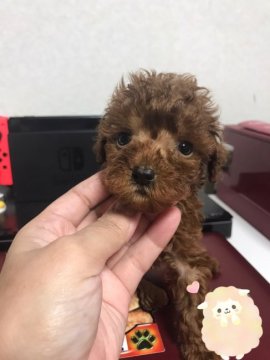 トイプードル(トイ)【茨城県・男の子・2021年8月20日・レッド】の写真「可愛い瞳」