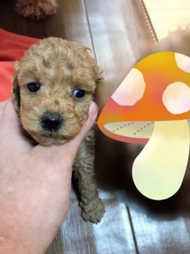 トイプードル(トイ)【茨城県・女の子・2021年1月2日・アプリコット】の写真「つぶらな瞳」