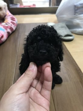 トイプードル(トイ)【茨城県・男の子・2020年11月19日・ブラック】の写真「ちょうどイイ感じのクルクル」