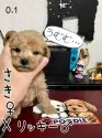 タイニープードル【茨城県・男の子・2021年12月7日・アプリコット】の写真1