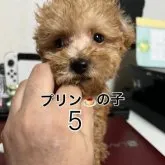トイプードル(トイ)【茨城県・女の子・2023年6月1日・アプリコット】の写真1「遊びたくてキョロキョロしてたら 抑えられて、この顔(痛いことして無いです)」