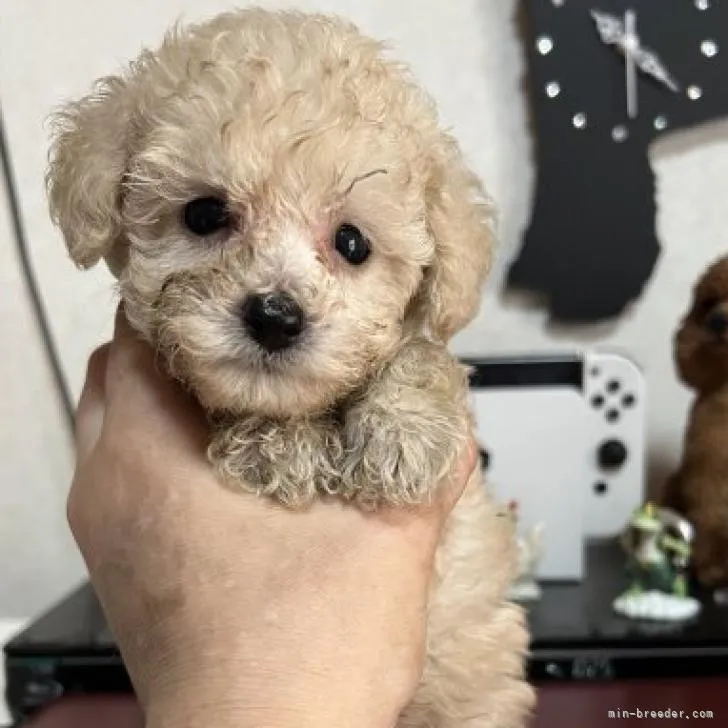 ID:2209-02141の子犬