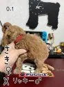 タイニープードル【茨城県・男の子・2021年12月7日・アプリコット】の写真3