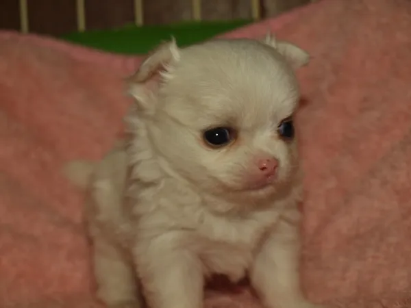 ID:1611-01032の子犬